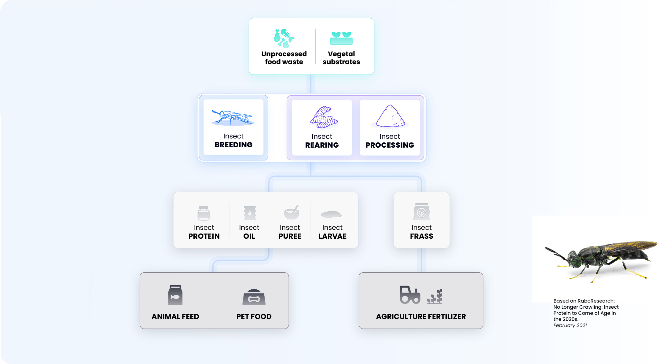 A graphic showing how food waste is converted by insects in animal feed and fertilizer