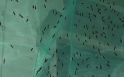 Breeding Black Soldier Fly Larvae In-House. Top 5 Challenges and Pitfalls