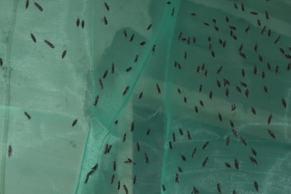 Breeding Black Soldier Fly Larvae In-House. Top 5 Challenges and Pitfalls